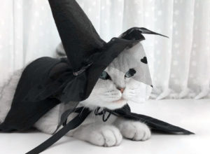 Cat wearing a black witch hat and cloak by EVLdesignStudio
