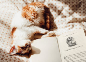 Orange and white cat lying next to an open copy of Harry Potter